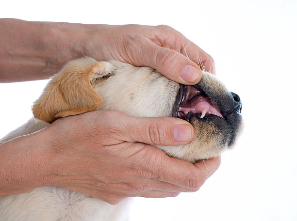 istock teeth of puppy 488688755