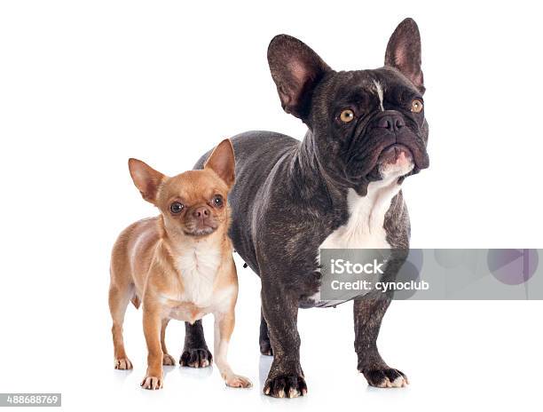 French Bulldog And Chihuahua Stock Photo - Download Image Now - Animal, Animal Body Part, Animal Eye