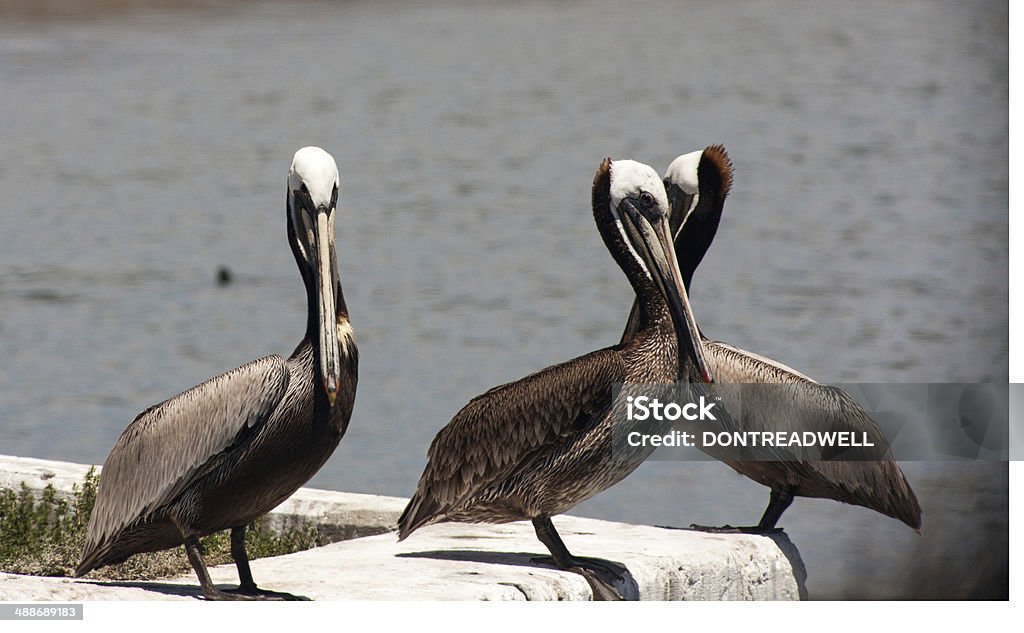 Pelicans Perched On A Sea Wall These three pelicans are perched on a sea wall hunting for food Animal Body Part Stock Photo