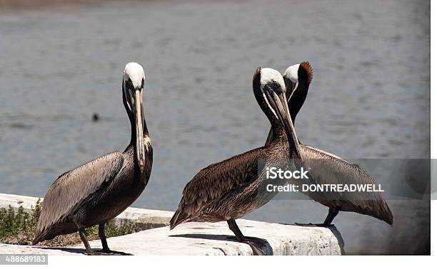 Pelicans Perched On A Sea Wall Stock Photo - Download Image Now - Animal Body Part, Animal Leg, Animal Limb