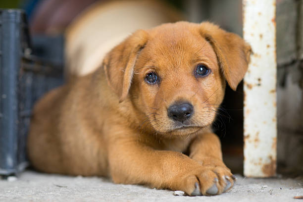 istock Sad Homeless Puppy Lay in the Corner 488689368