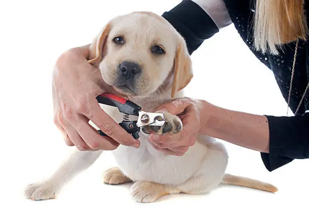 Photo of cutting the nails