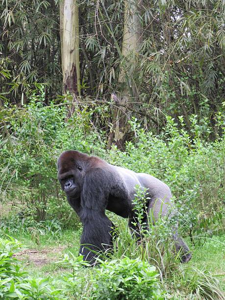 Gorilla Primate Africa stock photo