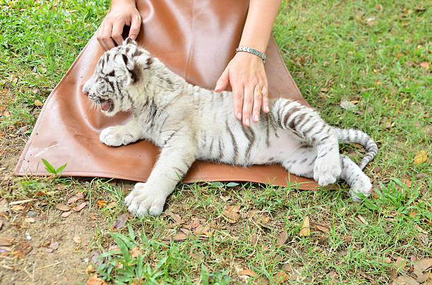 istock zookeeper feeding baby white tiger 488689693