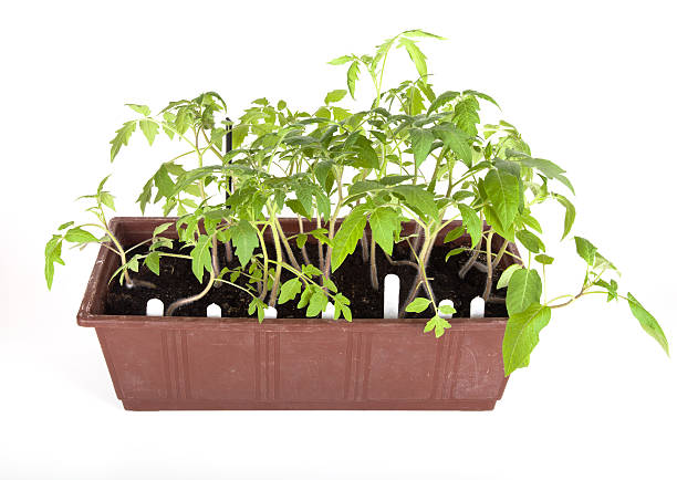 istock Tomato seedlings in a box on a light background 488689850