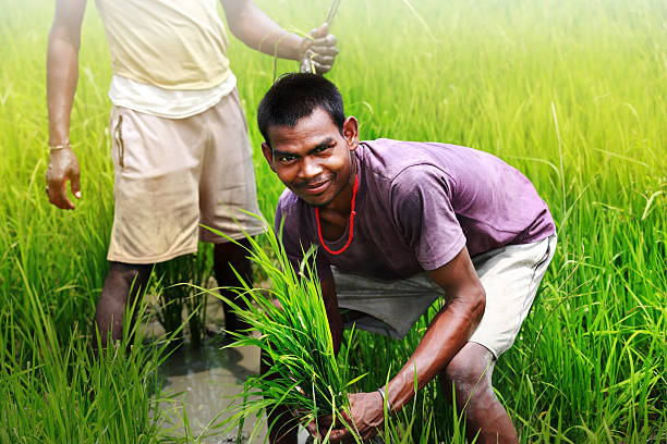agricoltore lavorare nel campo - developing countries farmer rice paddy asia foto e immagini stock