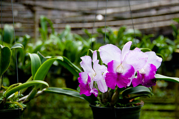 Cattleya Orchids Cattleya Orchids cattleya magenta orchid tropical climate stock pictures, royalty-free photos & images
