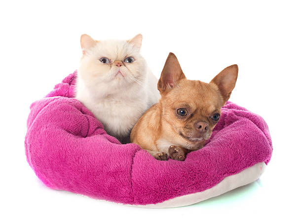 istock exotic shorthair cat and chihuahua 488691421