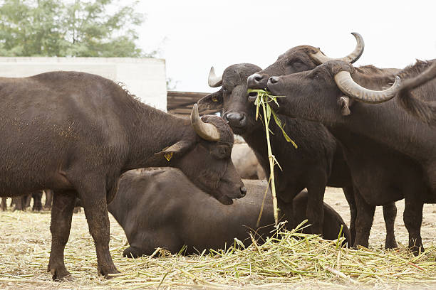 Buffalo breeding italian buffalo breeding which produces mozzarella buffalo iowa stock pictures, royalty-free photos & images