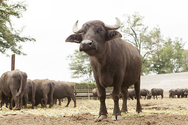 Buffalo breeding italian buffalo breeding which produces mozzarella buffalo iowa stock pictures, royalty-free photos & images