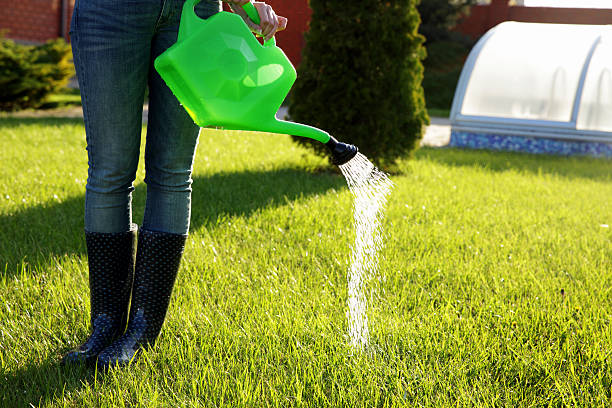 istock Woman watering lawn 488691547