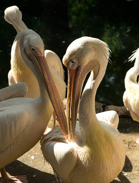 istock Pelican in sunlight at the zoo 488691554