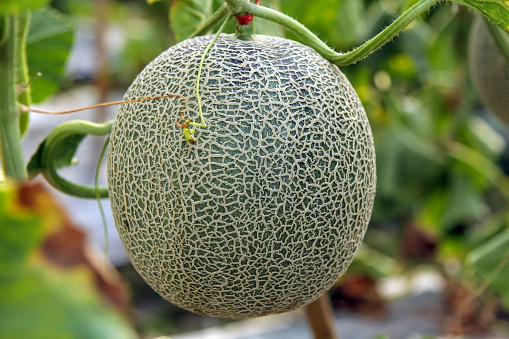 Fresh  Melon or Cantaloupe fruit on tree, ready to harvest.