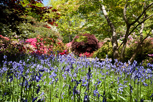 Exbury, England - May 6, 2009: A woodland scene of Bluebells in front of Azaleas and Rhododendrons, with tree in the background, in an  Ornamental Botanical Garden in Hampshire, UK.