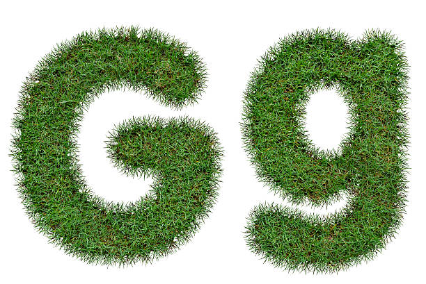 istock Grass Letter G,g  isolated on white background 488692074