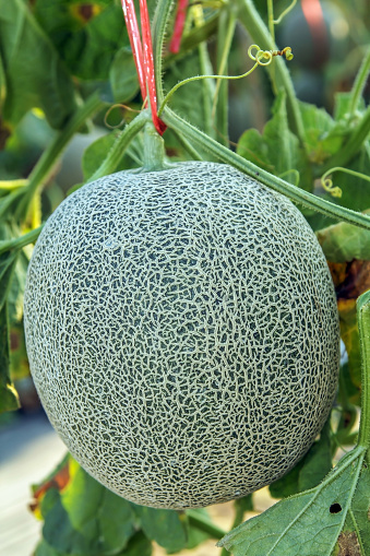 Fresh  Melon or Cantaloupe fruit on tree, ready to harvest.