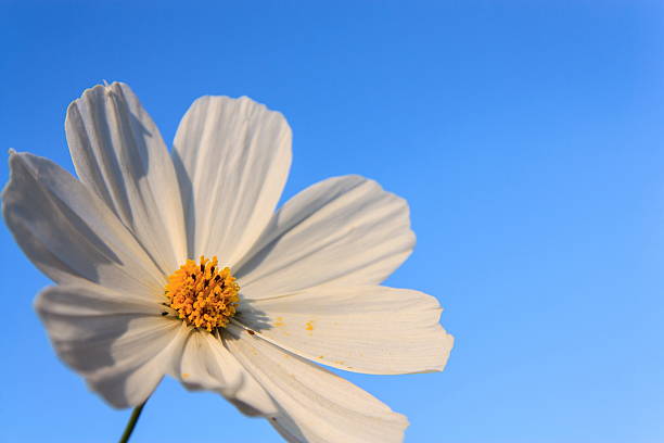 ホワイトのコスモスます。 - cosmos flower cut flowers daisy family blue ストックフォトと画像