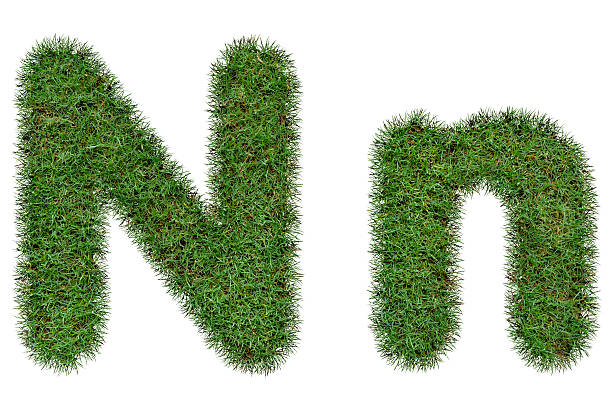 istock Grass Letter N,n  isolated on white background 488692712