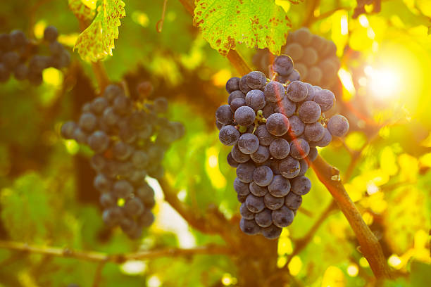 winnica w zbiorów jesieni - agriculture purple vine grape leaf zdjęcia i obrazy z banku zdjęć