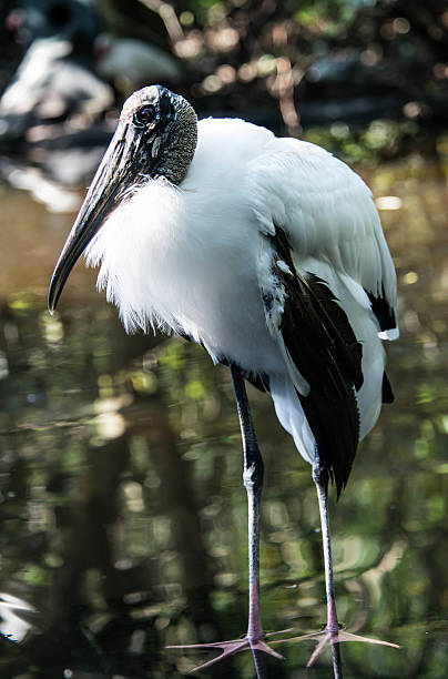 The Old Wood Stork