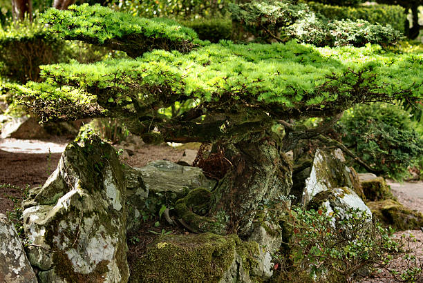 jardim japonês - footpath tree japan stepping stone - fotografias e filmes do acervo