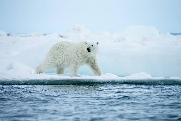 niedźwiedź polarny chodzić na kra lodowa w otoczeniu woda - polar bear global warming ice bear zdjęcia i obrazy z banku zdjęć