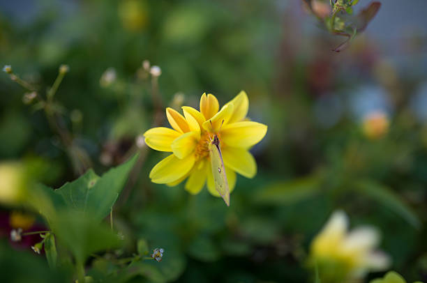 istock Butterfly feeding on yellow flower. 488708654