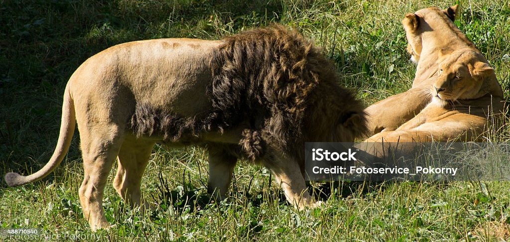 Sociality among lions Lions in the zoo with social contacts 2015 Stock Photo