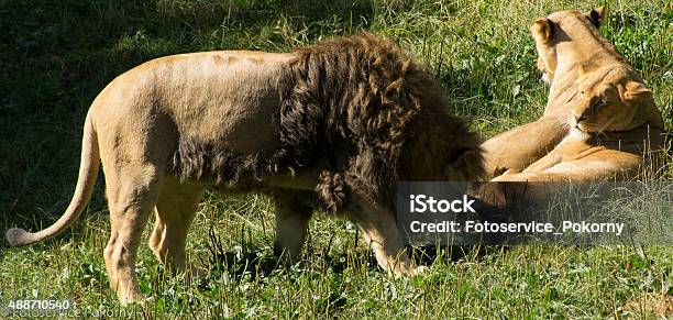 Sociality Among Lions Stock Photo - Download Image Now - 2015, Animal, Animal Wildlife