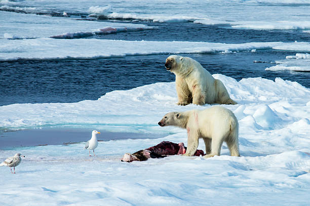 Two polar bears eating a killed seal