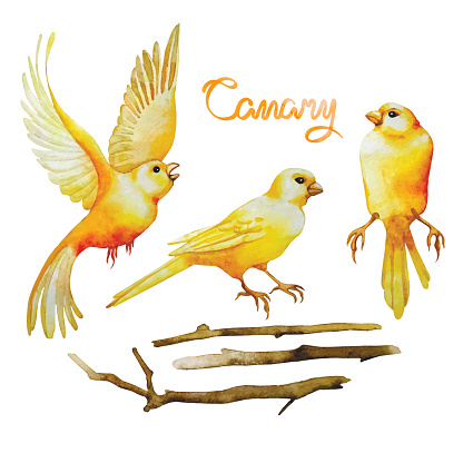 Watercolor canaries