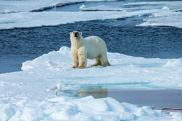 niedźwiedź polarny stojący na kra lodowa w otoczeniu woda - polar bear global warming ice bear zdjęcia i obrazy z banku zdjęć