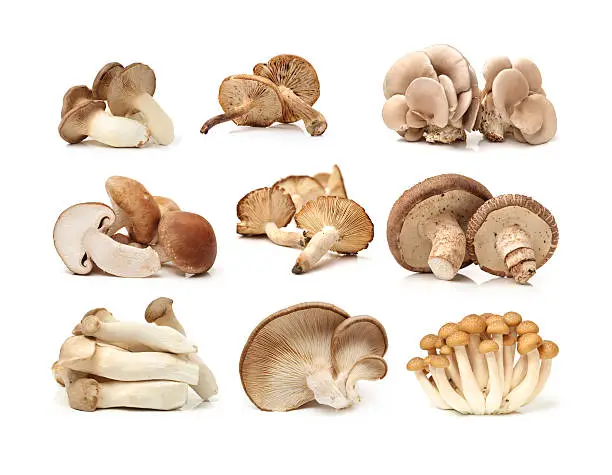 
different mushrooms on a white background