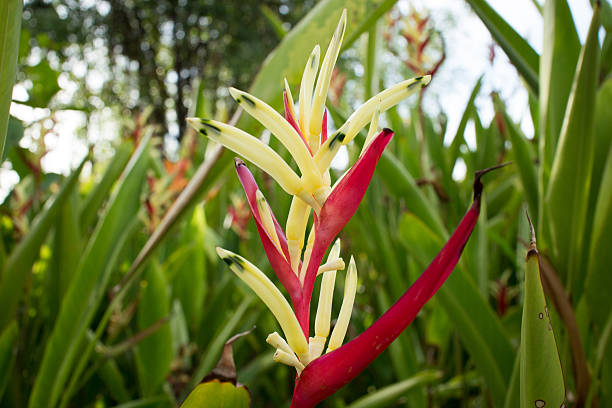 istock Yellow and red flower in park 488712688