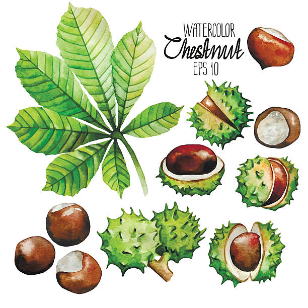 illustrazioni stock, clip art, cartoni animati e icone di tendenza di acquerello castagna: foglie e frutti - castagne