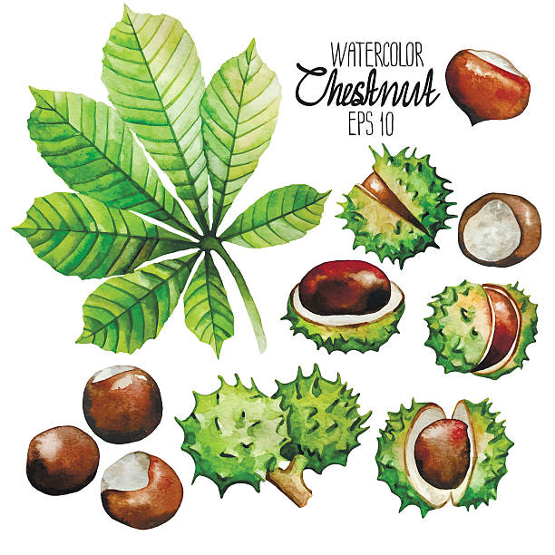 ilustrações de stock, clip art, desenhos animados e ícones de aguarela castanha: folhas e frutos de casca rija - chestnut