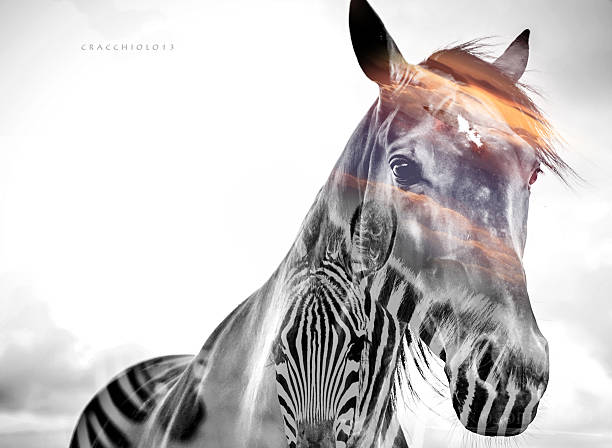 horse double exposure - animal double exposure bildbanksfoton och bilder