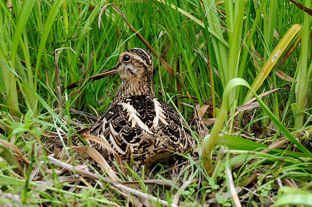 Snipe in the nest Snipe (Gallinago gallinago) in the nest. Remote camera control used. Moscow region, Russia common snipe stock pictures, royalty-free photos & images