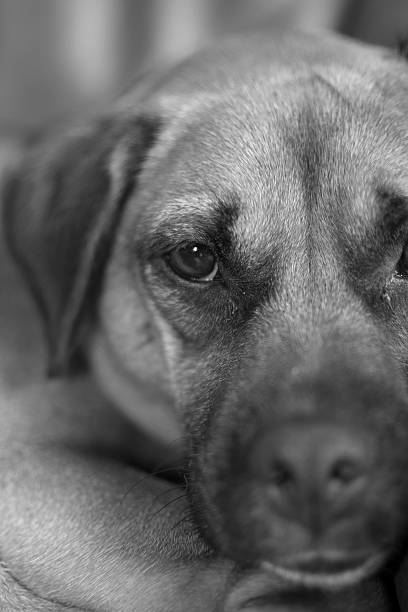 istock Dog portrait black and white 488714868