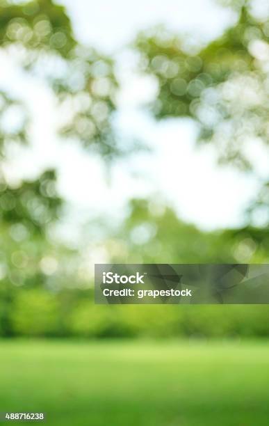 Green Bokeh From Tree Background Stock Photo - Download Image Now - Defocused, Public Park, Backgrounds