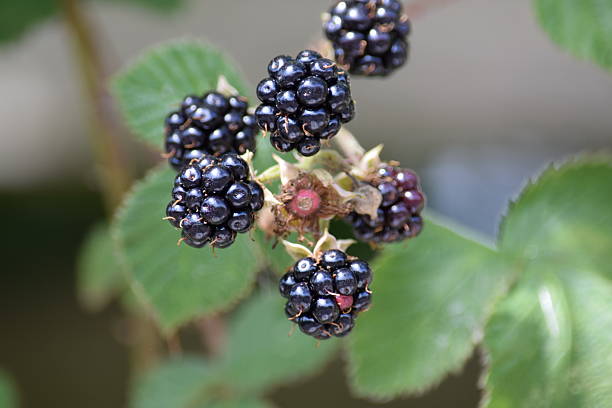 istock Ripe blackberries on a blackberry bush, fruit 488716494