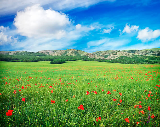 istock Green meadow with flowers and cloudy blue sky in mountain. 488716828