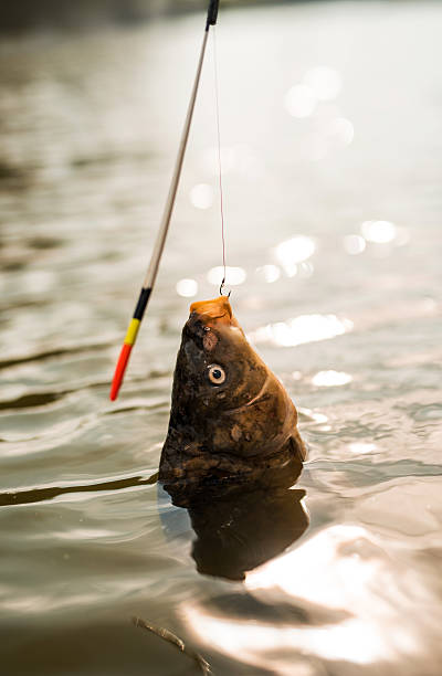 istock Common carp caught on a fishing hook. 488717024