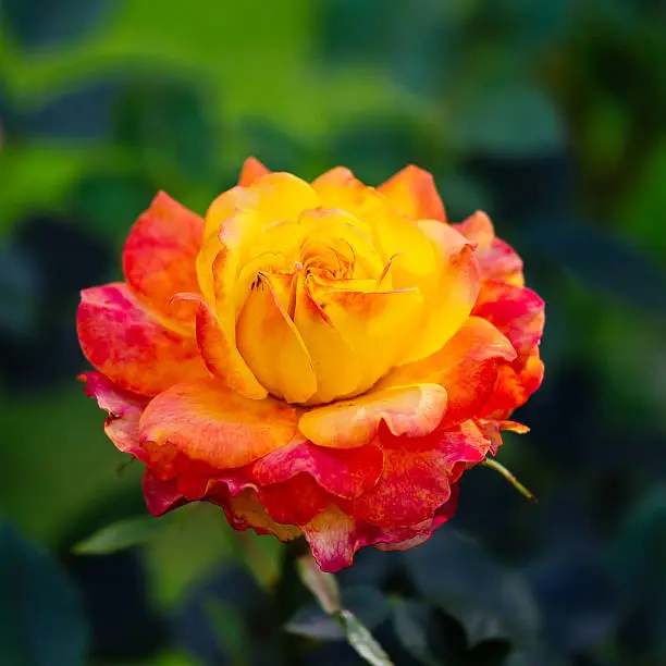 Yellow-red flower of a rose on deep green background