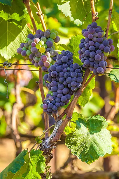 Red bunch of grapes on a vine ready for picking. From this grape it is produced Retsina, table wine most popular in Greece.