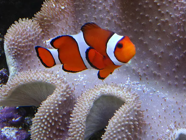 Photo showing a large orange clownfish with white stripes, pictured swimming through some sea anemone coral in a reef fish tank / marine aquarium.
