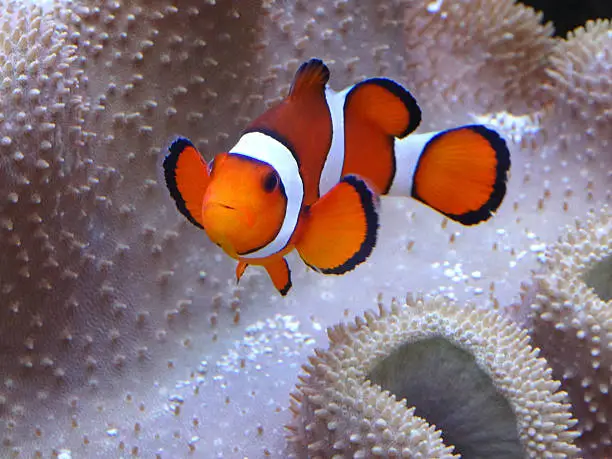 Photo showing a clownfish pictured close-up, with sea anemone coral forming the background.  This saltwater aquarium is home to many colourful marine fish and sea anemones.