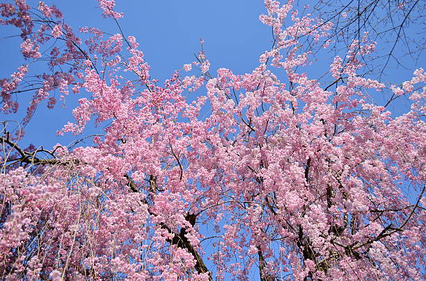 istock The flower of a cherry tree 488718859