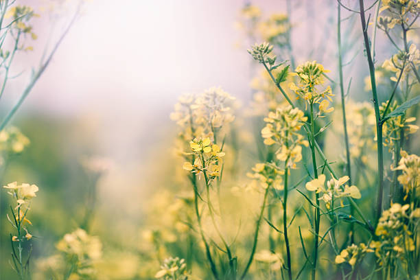 istock Yellow flowers in a meadow - Springtime 488719227