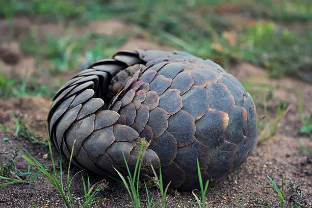 A rare daylight shot of a wild Pangolin curled up, fast asleep in bushveld savannah of South Africa. Pangolin originates from the Malay word pengguling. Also referred to as a scaly anteater or trenggiling. It's scales are made from Keratin.
